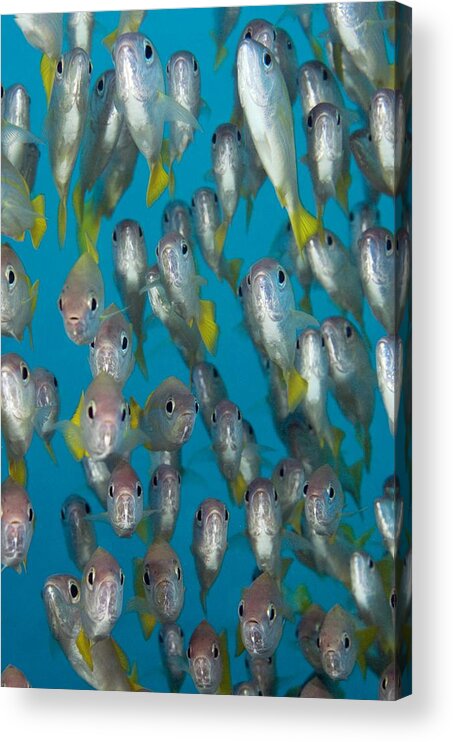 Animal Acrylic Print featuring the photograph School Of Snappers by Matthew Oldfield