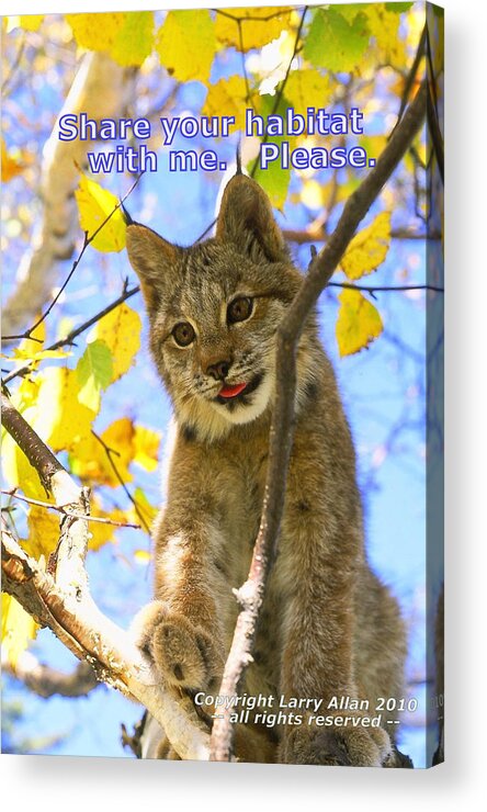 Canada Lynx Acrylic Print featuring the photograph Share Your Habitat by Larry Allan