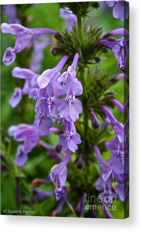 Floral Acrylic Print featuring the photograph Siberian Catmint by Susan Herber