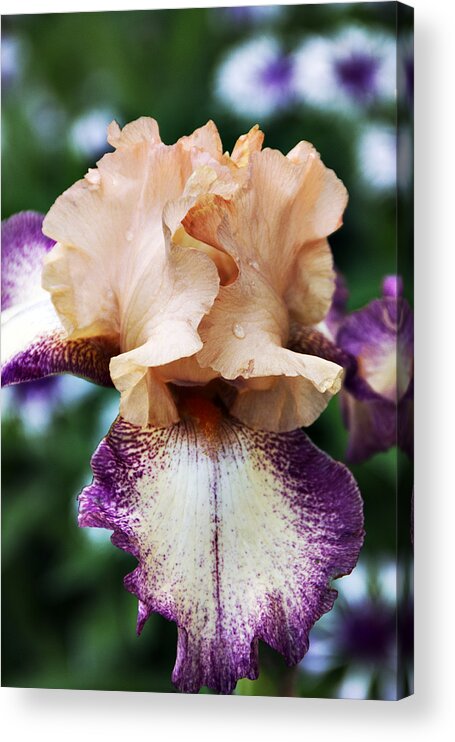 Iris Acrylic Print featuring the photograph Singing In The Rain 3 by Angelina Tamez