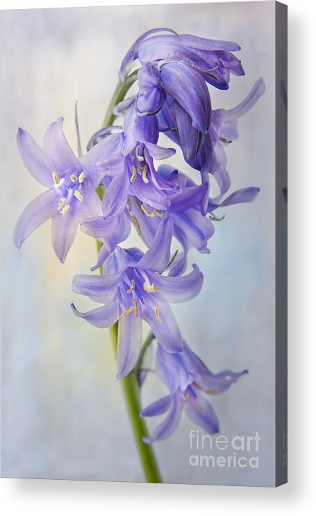 Bluebell Acrylic Print featuring the photograph Single Bluebell by Ann Garrett