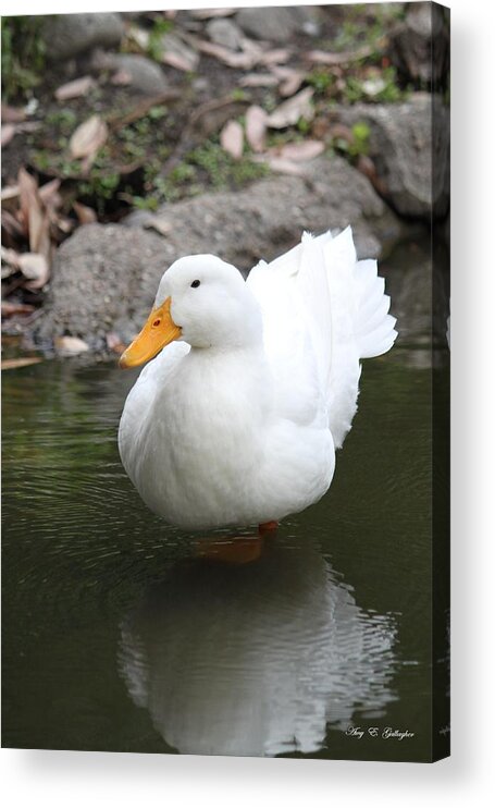 Duck Acrylic Print featuring the photograph Snow White by Amy Gallagher