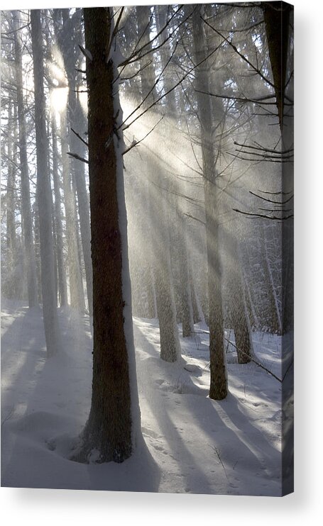 Mp Acrylic Print featuring the photograph Snowy Forest In Morning Sun, Bavaria by Konrad Wothe