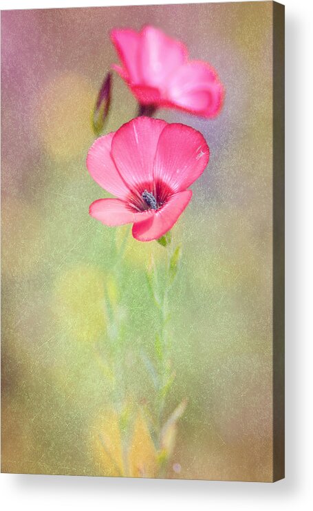 Wildflower Acrylic Print featuring the photograph So Alive by Joel Olives