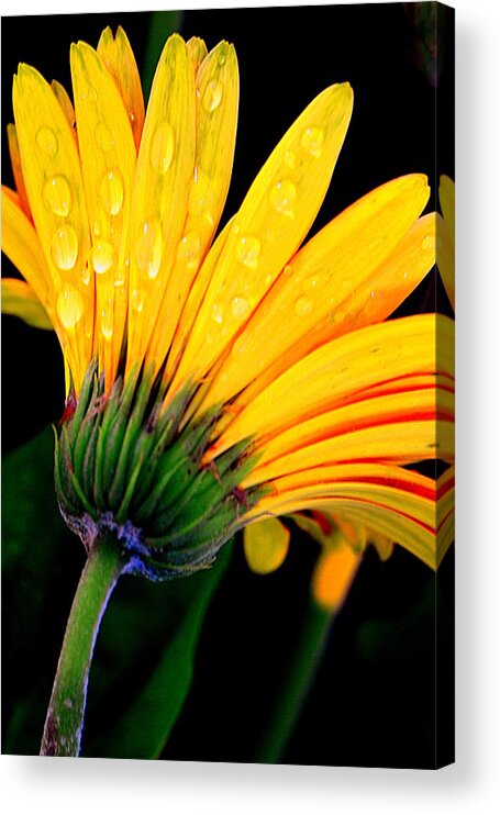 Daisy Acrylic Print featuring the photograph So Blessed..... by Tanya Tanski