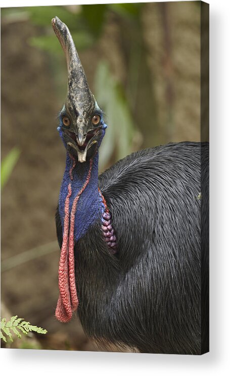 00486924 Acrylic Print featuring the photograph Southern Cassowary Jurong Bird Park by Tim Fitzharris