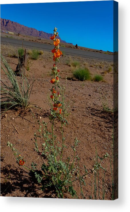 Flower Acrylic Print featuring the photograph Southwest Wildflower by Julie Niemela