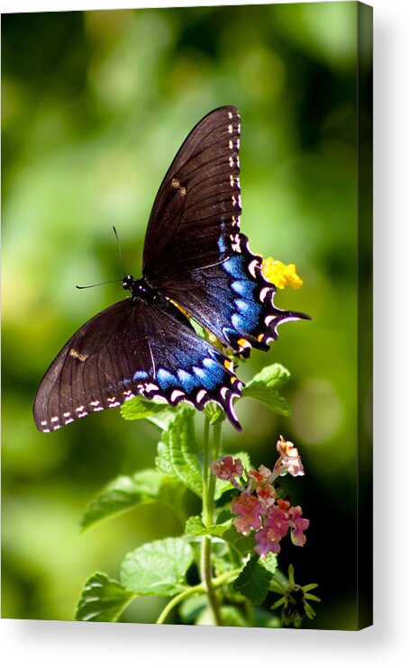 Butterfly Acrylic Print featuring the photograph Spicebush Swallowtail by Lynne Jenkins