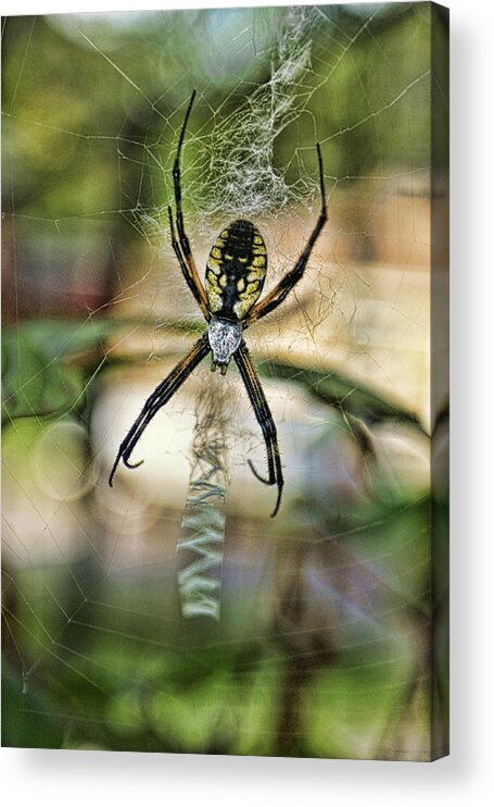 Spider Acrylic Print featuring the photograph Spider by Alan Hutchins