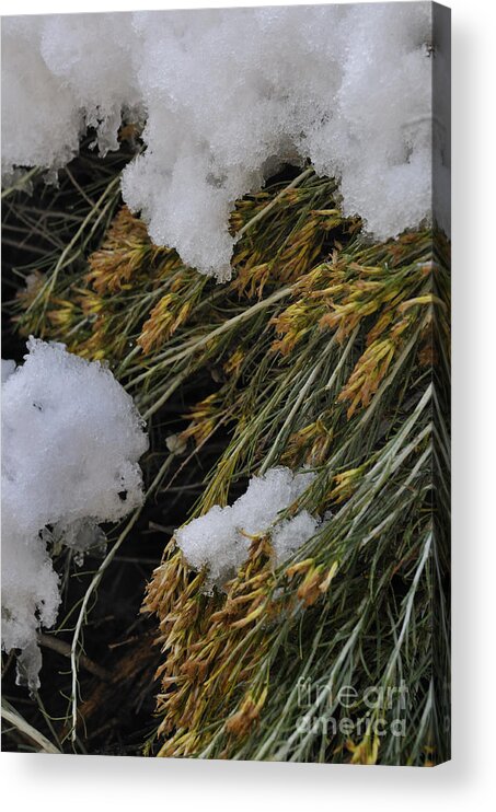 Spring Acrylic Print featuring the photograph Spring Arrives by Ron Cline
