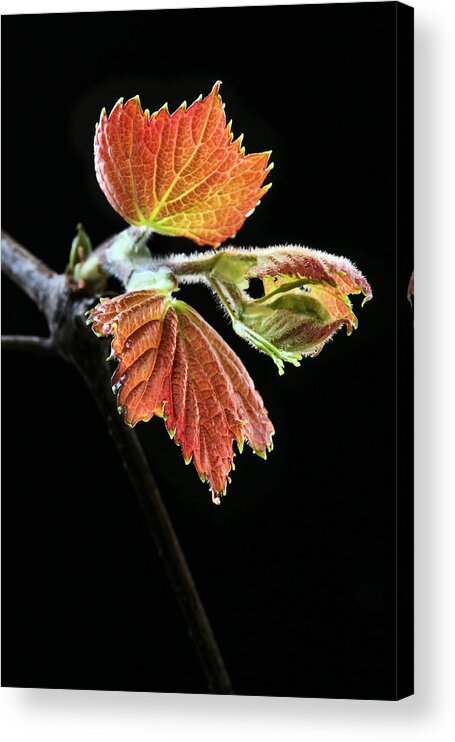 Spring Acrylic Print featuring the photograph Spring by JC Findley