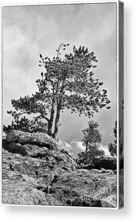 Landscape Photography Acrylic Print featuring the photograph Standing Tall by David Waldrop