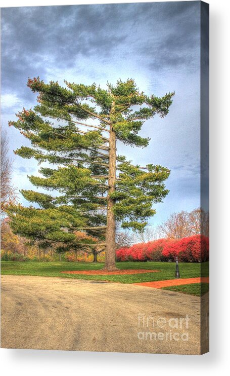 Tree Acrylic Print featuring the photograph Strangely Shaped Tree at Cincinnati Observatory by Jeremy Lankford