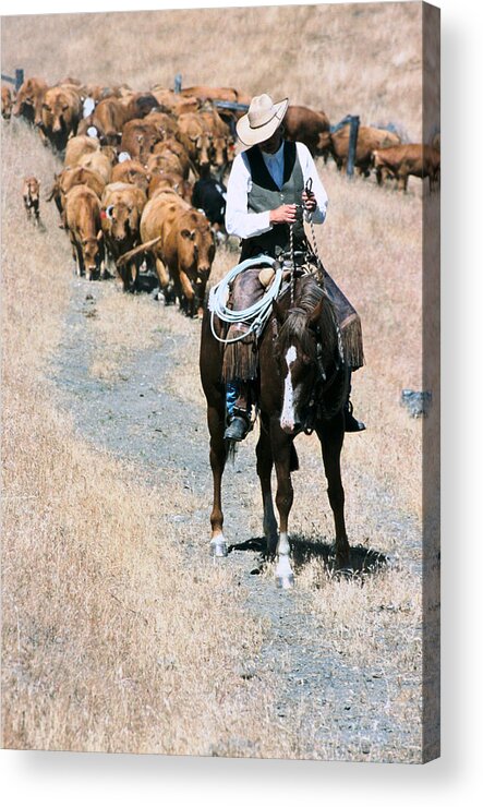 Horses Acrylic Print featuring the photograph Summer Gather by Diane Bohna