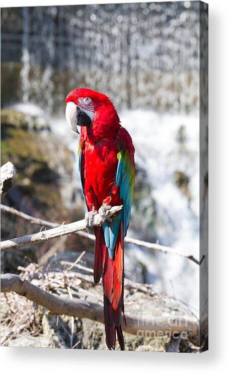 Parrot Acrylic Print featuring the photograph Sun seeker by David Barker