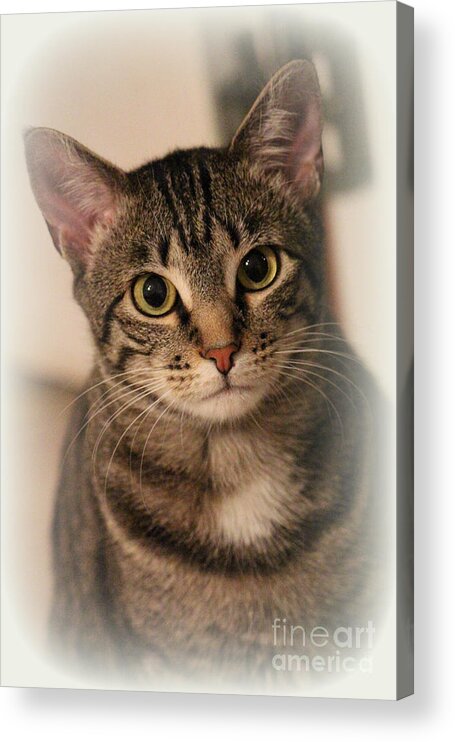 Tabby Cat Acrylic Print featuring the photograph Tabby Cat by Kathy White