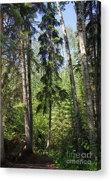 Hiking Acrylic Print featuring the photograph Tall Trees by Jim Sauchyn