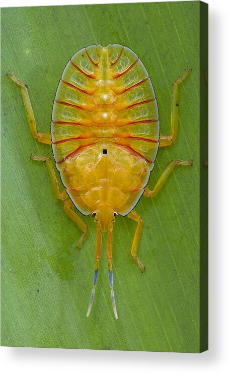 00477018 Acrylic Print featuring the photograph Tessaratomid Nymph Papua New Guinea by Piotr Naskrecki