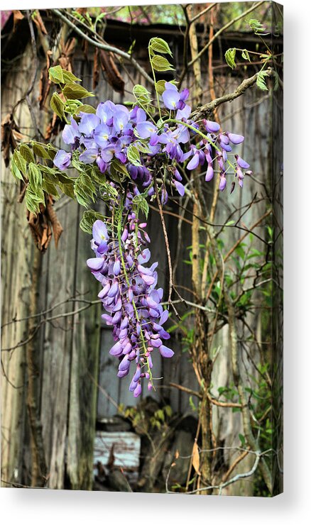 Air Freshener Acrylic Print featuring the photograph The Air Freshener by JC Findley