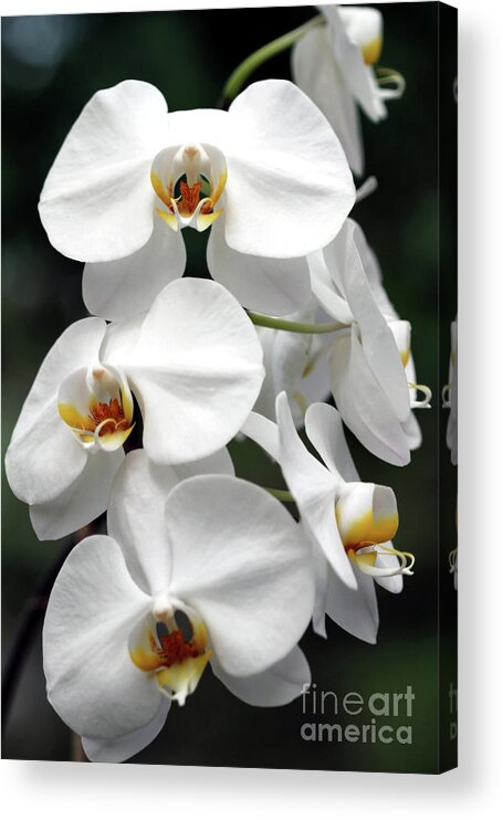 Orchids Acrylic Print featuring the photograph The Beauty of Orchids by Ken Frischkorn