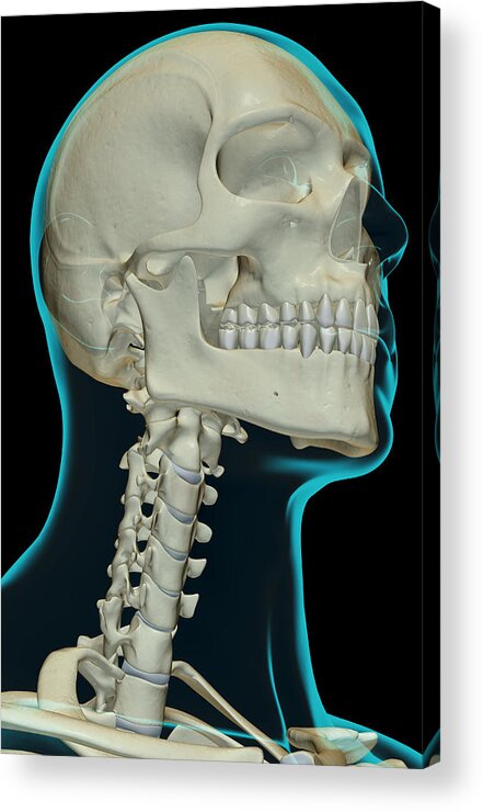 Vertical Acrylic Print featuring the digital art The Bones Of The Head And Neck by MedicalRF.com