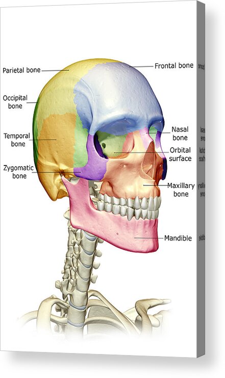 Vertical Acrylic Print featuring the digital art The Bones Of The Head, Neck And Face by MedicalRF.com
