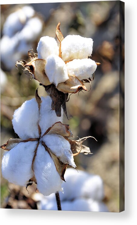 Still Life Acrylic Print featuring the photograph The Cotton Is Ready by Jan Amiss Photography