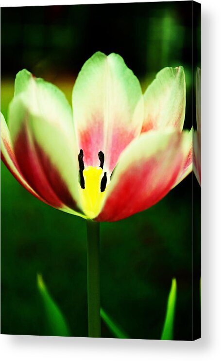 Tulip Acrylic Print featuring the photograph The Gift by Melanie Moraga