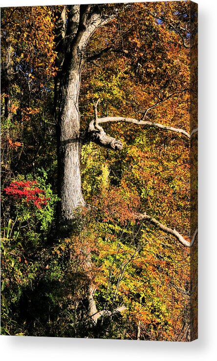 Fall Acrylic Print featuring the photograph The Power of Autumn by JC Findley