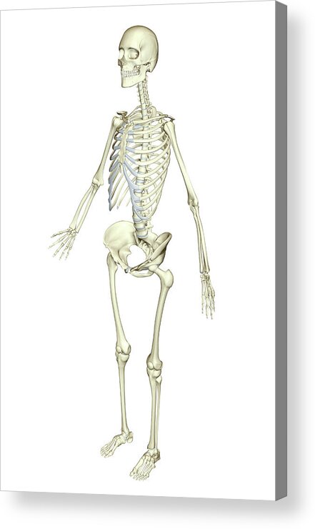 Vertical Acrylic Print featuring the photograph The Skeletal System by MedicalRF.com
