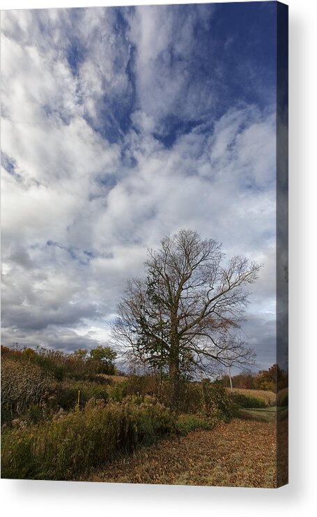Tree Acrylic Print featuring the photograph The Tree At The Side of The Road by Rick Berk