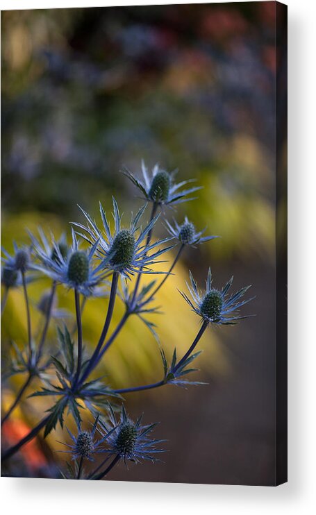 Flower Acrylic Print featuring the photograph Thistles Abstract by Mike Reid