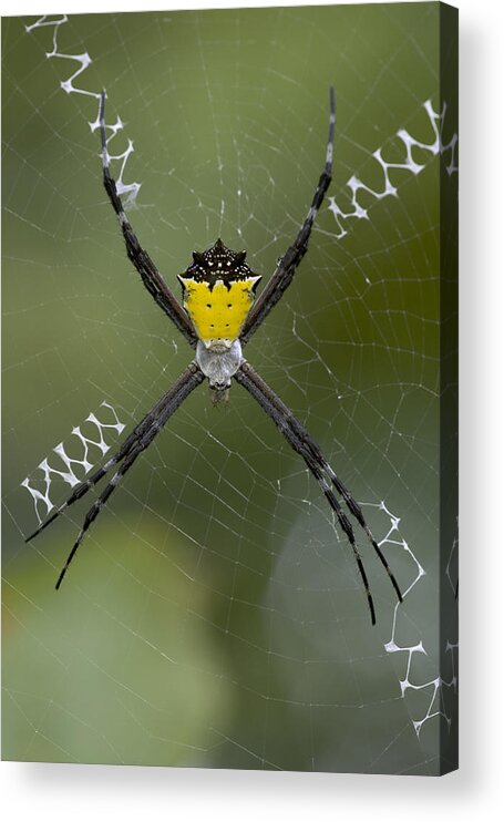 00298202 Acrylic Print featuring the photograph Tiger Spider Female On A Web Costa Rica by Piotr Naskrecki