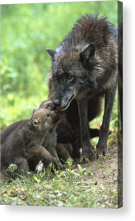 Mp Acrylic Print featuring the photograph Timber Wolf Canis Lupus Mother by Konrad Wothe