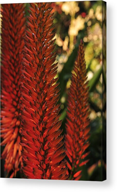 Torch Lily Acrylic Print featuring the photograph Torch Lily by Sandra Sigfusson