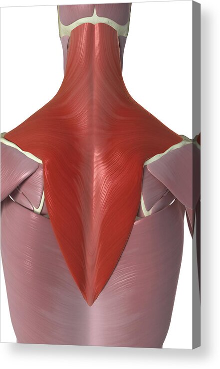 Vertical Acrylic Print featuring the photograph Trapezius Muscle by MedicalRF.com