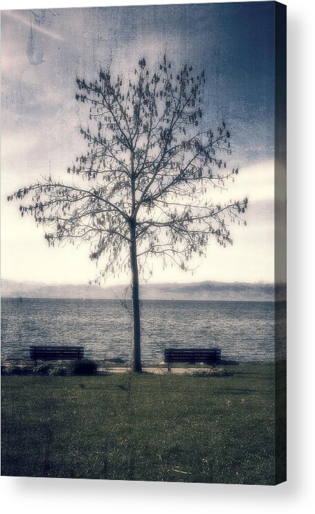 Lake Acrylic Print featuring the photograph tree at lake Constance by Joana Kruse