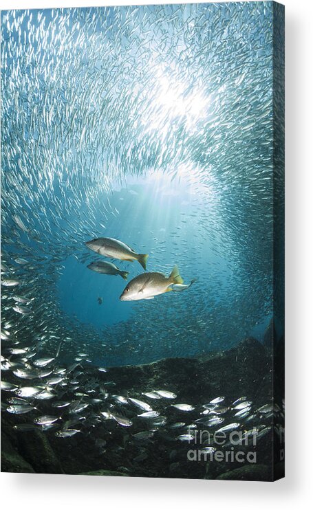 La Paz Acrylic Print featuring the photograph Trio Of Snappers Hunting For Bait Fish by Todd Winner