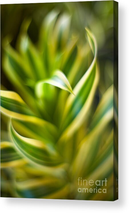 Tropical Plant Acrylic Print featuring the photograph Tropical Swirl by Mike Reid