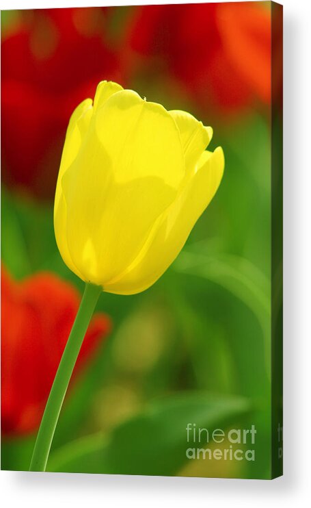 Tulip Acrylic Print featuring the photograph Tulipan Amarillo by Francisco Pulido