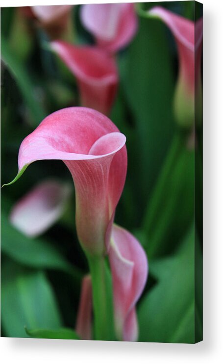 Calla Lily Acrylic Print featuring the photograph Twirl by Tammy Espino