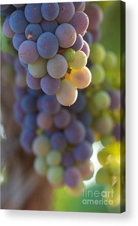 Red Grapes Acrylic Print featuring the photograph Vine Ripe One by Brooke Roby