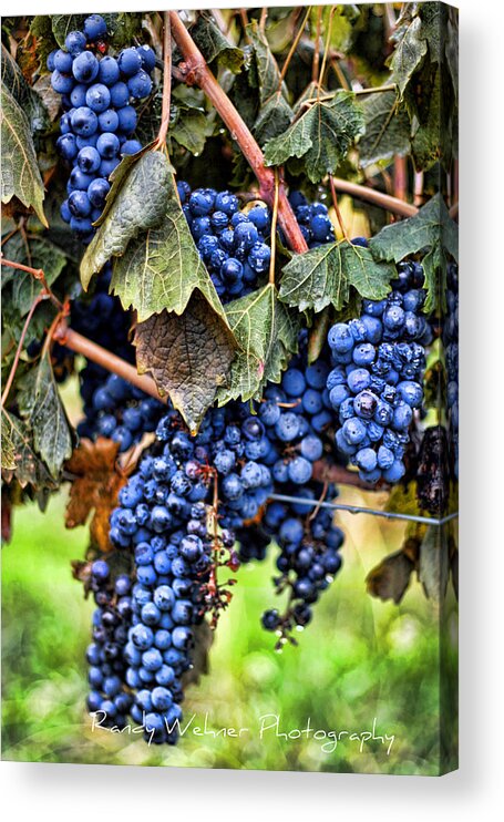 Grape Acrylic Print featuring the photograph Vines and Clusters by Randy Wehner