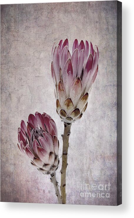 African Acrylic Print featuring the photograph Vintage proteas by Jane Rix