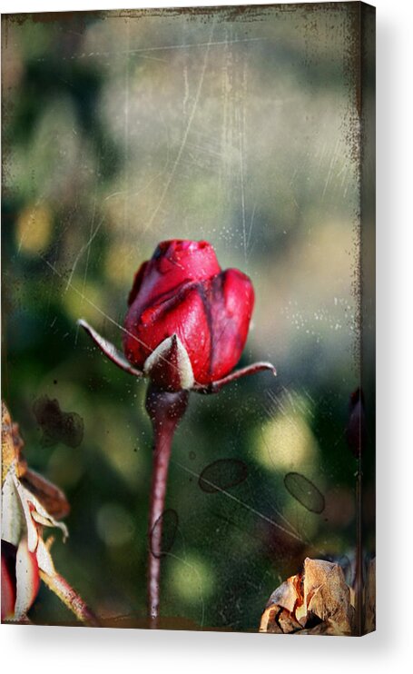 Rose Acrylic Print featuring the photograph Vintage Winter Rose by KayeCee Spain