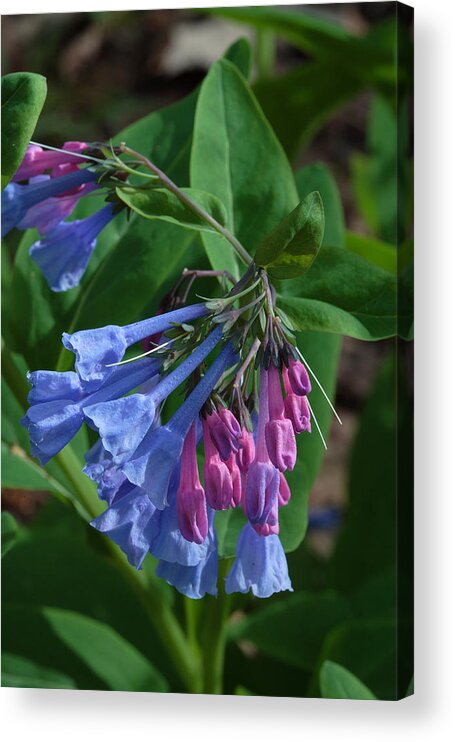 Flower Acrylic Print featuring the photograph Virginia Bluebells by Daniel Reed