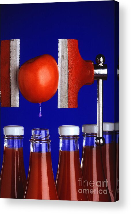 Tomato Acrylic Print featuring the photograph Water Extraction From Tomato by Photo Researchers