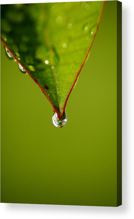 Leaf Acrylic Print featuring the photograph Waterdrop by David Weeks