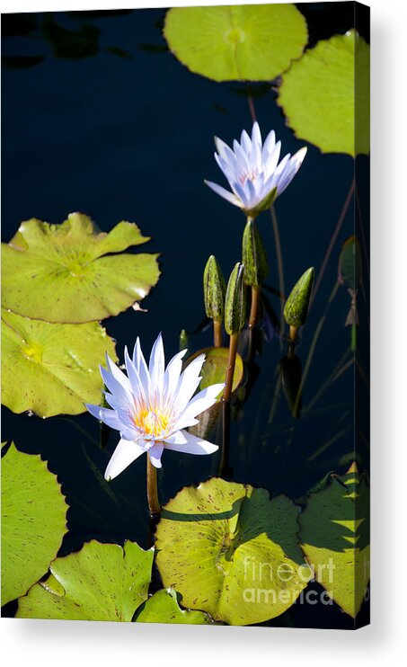 Flowers Acrylic Print featuring the photograph White flowers with floating leaves by Dejan Jovanovic