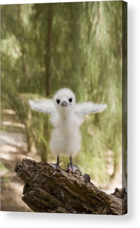 00429730 Acrylic Print featuring the photograph White Tern Chick Midway Atoll Hawaiian by Sebastian Kennerknecht